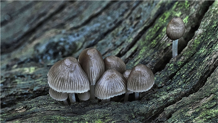 Commended Common Inkcap on Decayed Branch John Holt