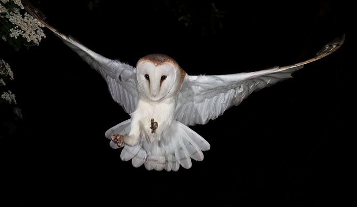 Commended Swoop Peter Jackson