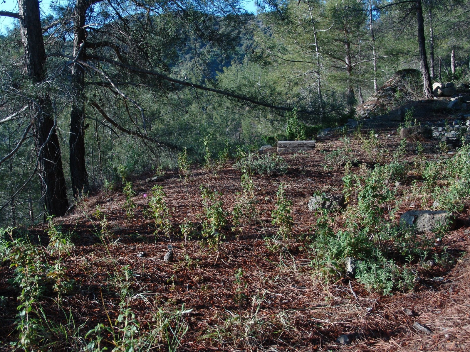 Pine Trees Cyprus