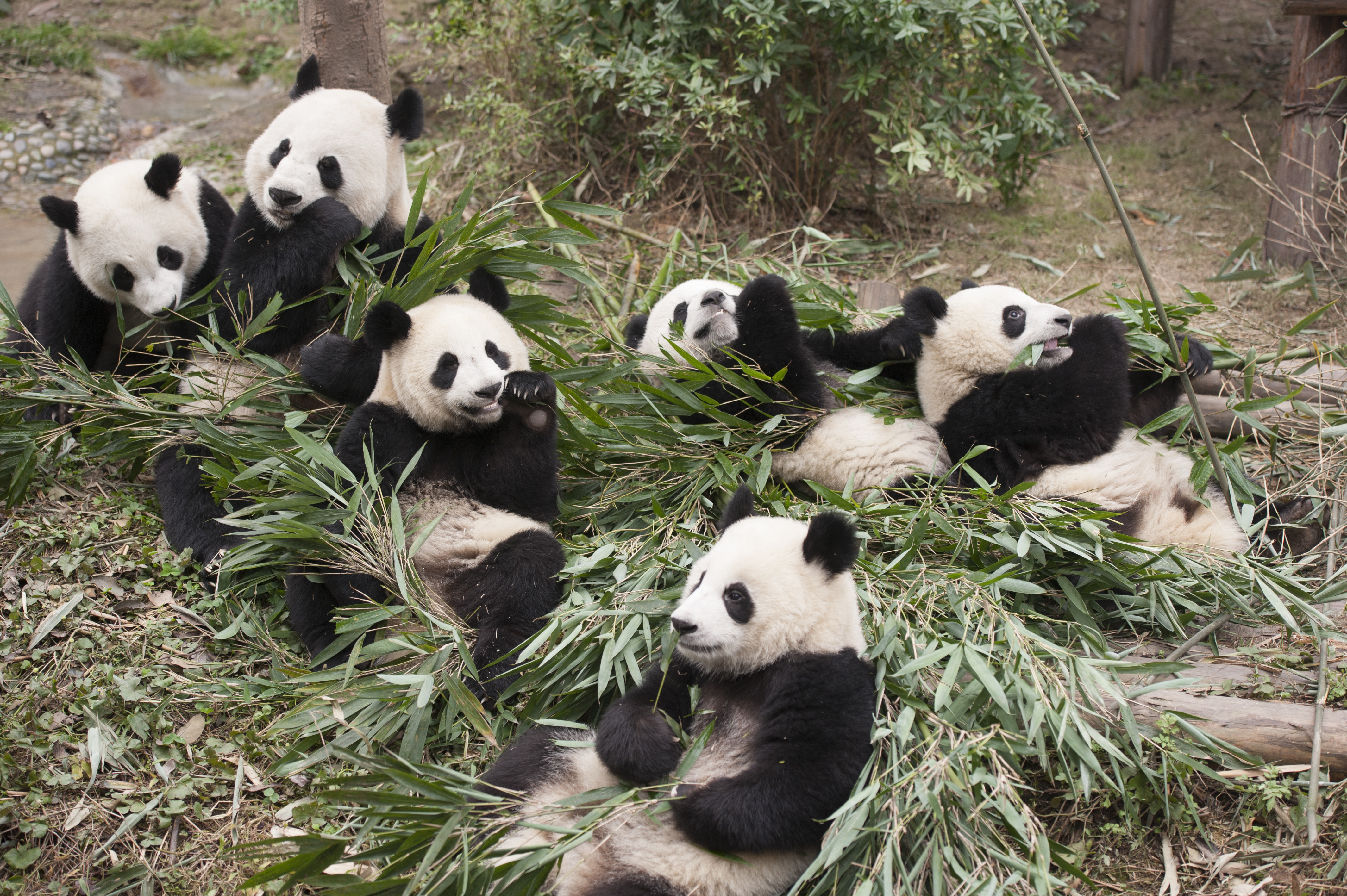 A group of six pandas sit on the ground in a forest eating bamboo leaves together.