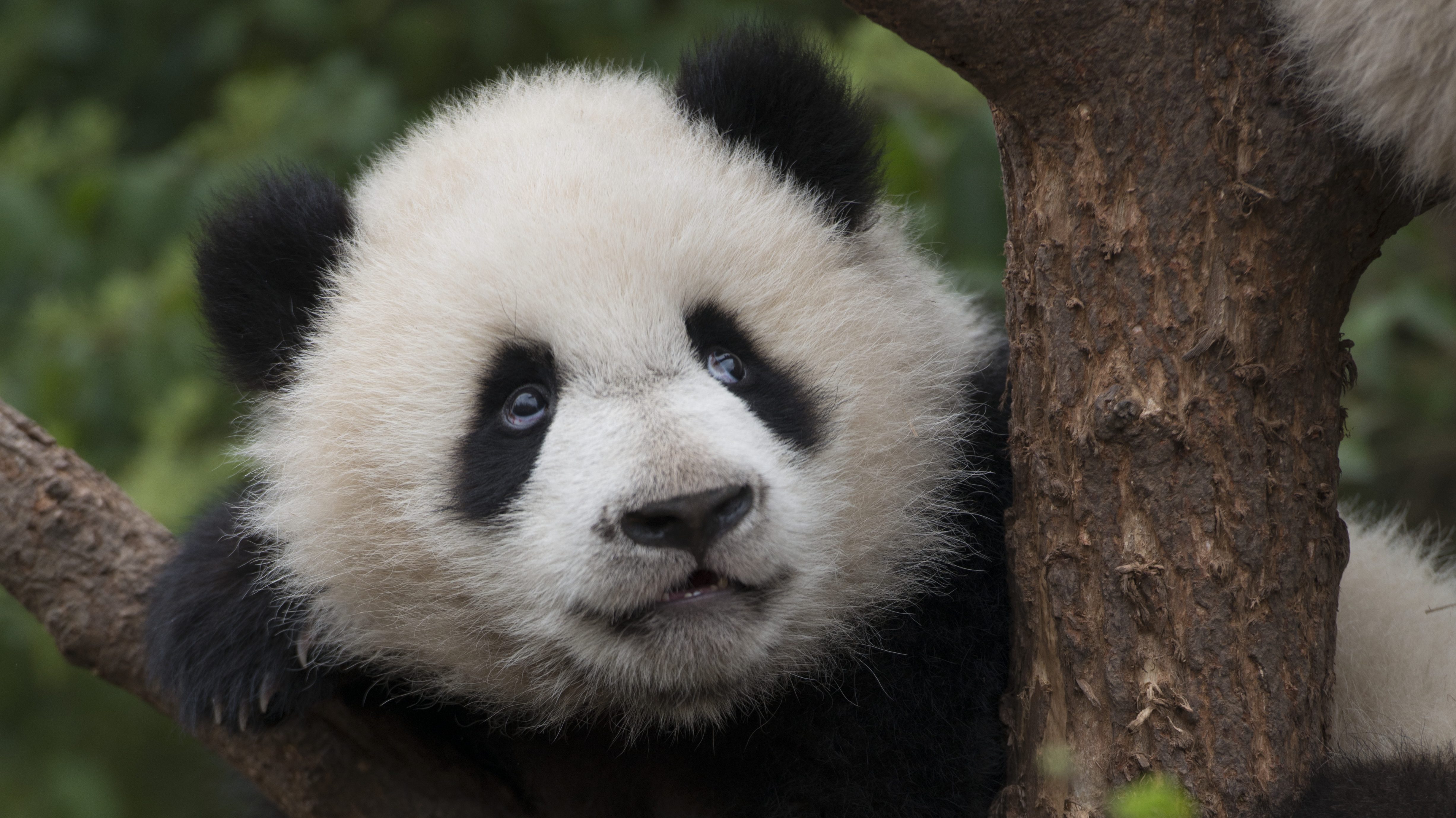A young panda looks off camera while perched on a tree branch in a forest.