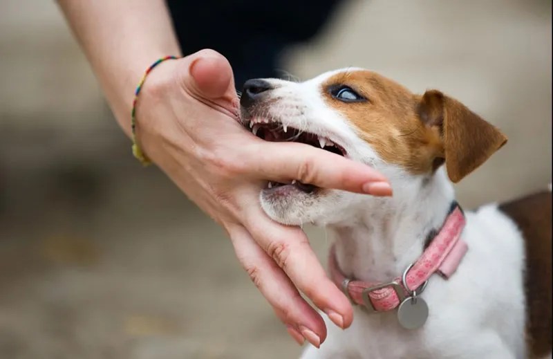 13 spiritual meaning of dog bite in dream
