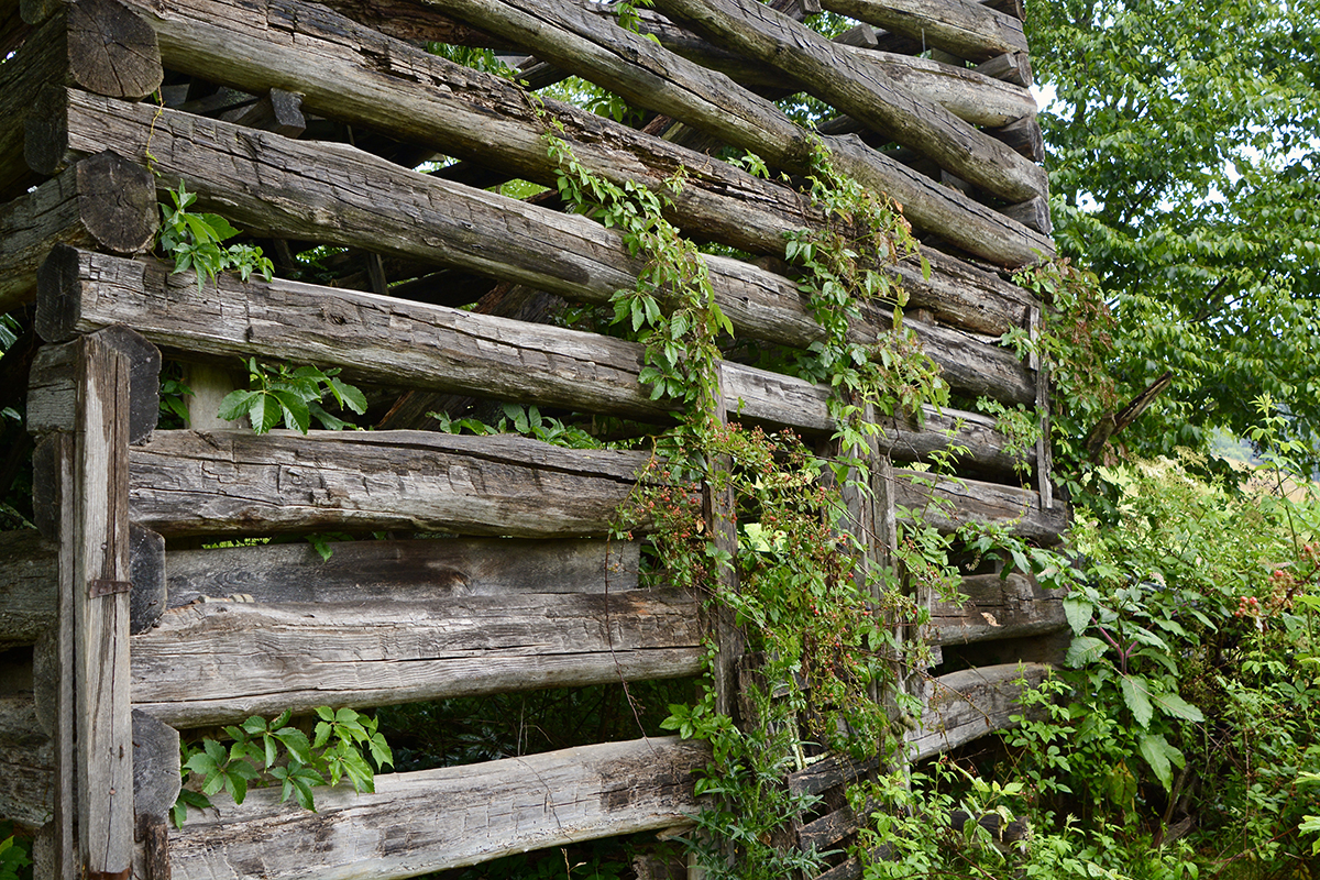 Tobacco farming in Haywood County