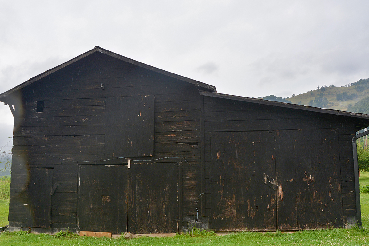 Tobacco farming in Haywood County