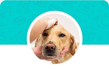 pet grooming near me dog grooming near me dog grooming on pampered pet grooming maple valley