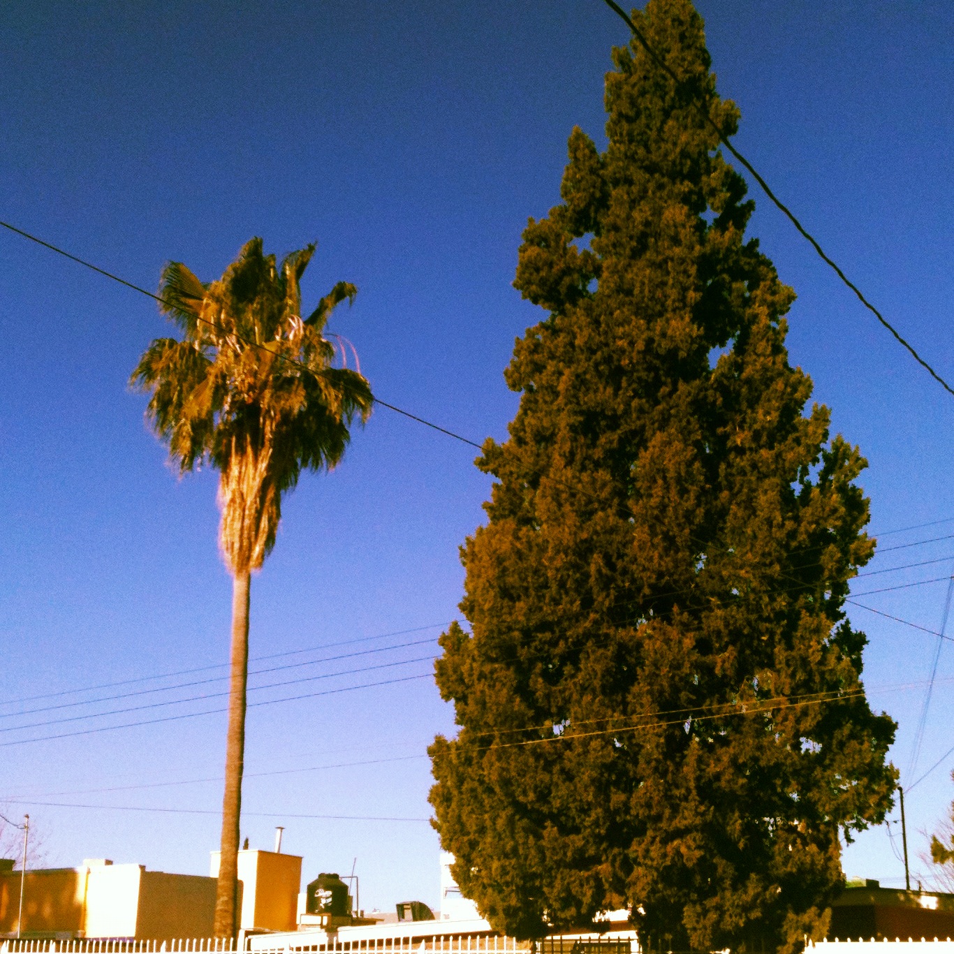 I rang in the new year in Chihuahua, which is possibly the only city where pines and palm trees grow side by side.