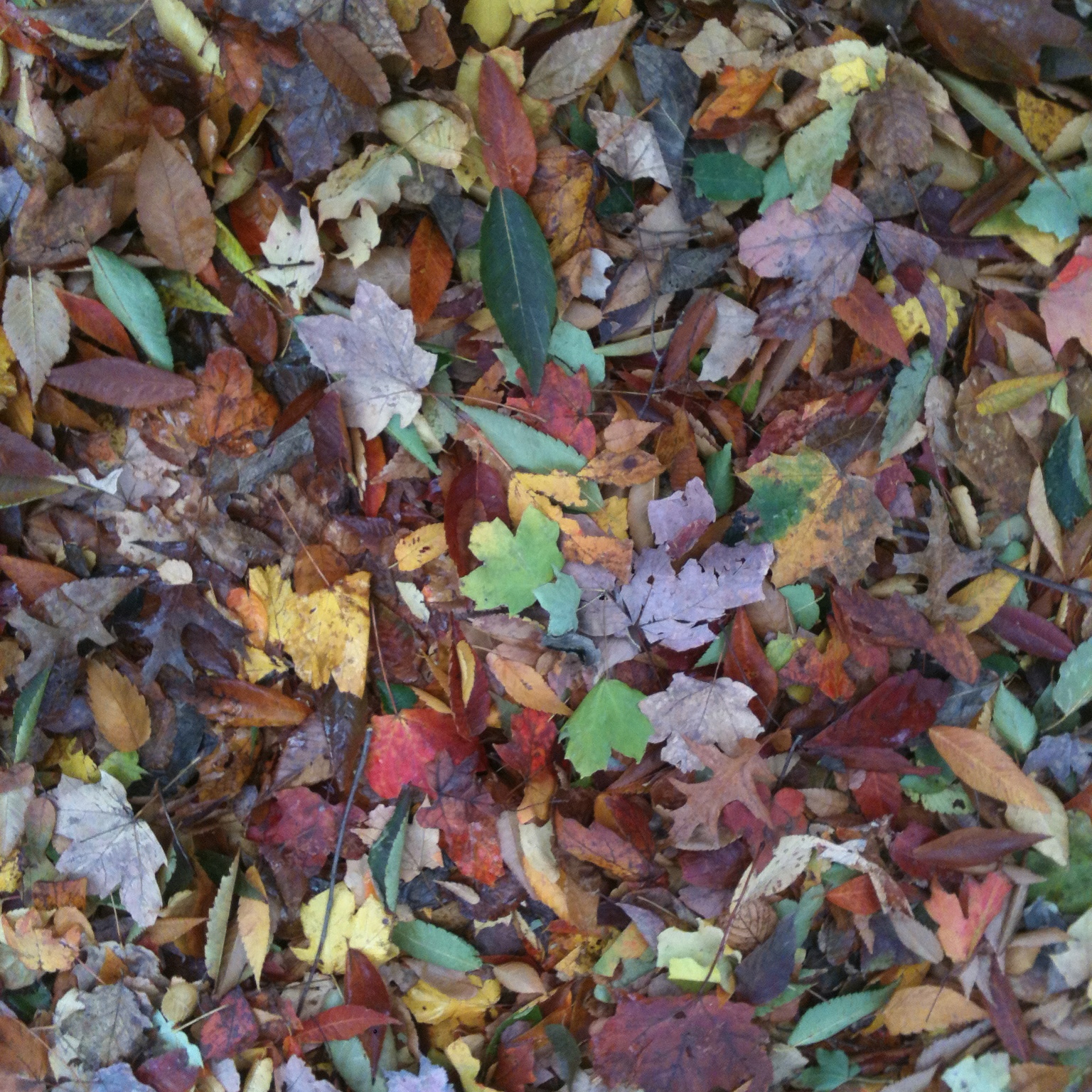 After Sandy, I spent a lot of time feeling sad, anxious, and frustrated about global warming; so it was nice to see that at least the storm left beautiful leaf piles.