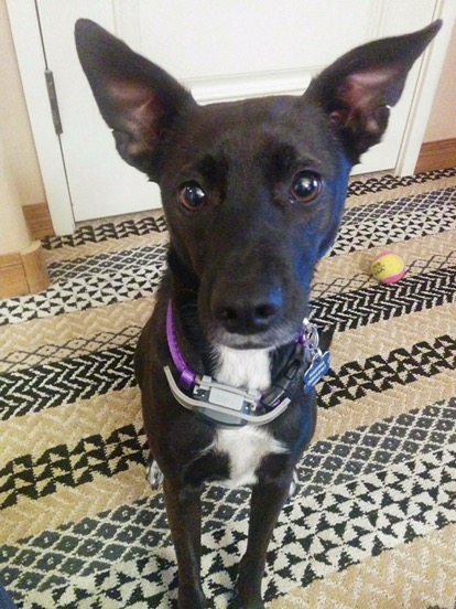 Small black dog with white chest sits on patterned carpet and looks soulfully into the camera.