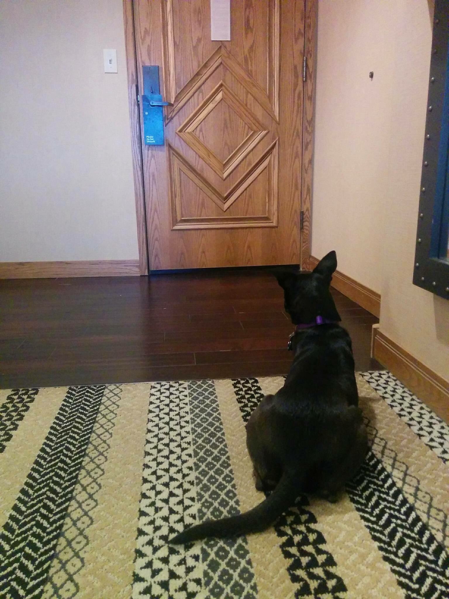 Small black dog sitting on patterned rug staring at hotel room door, waiting for her person to return