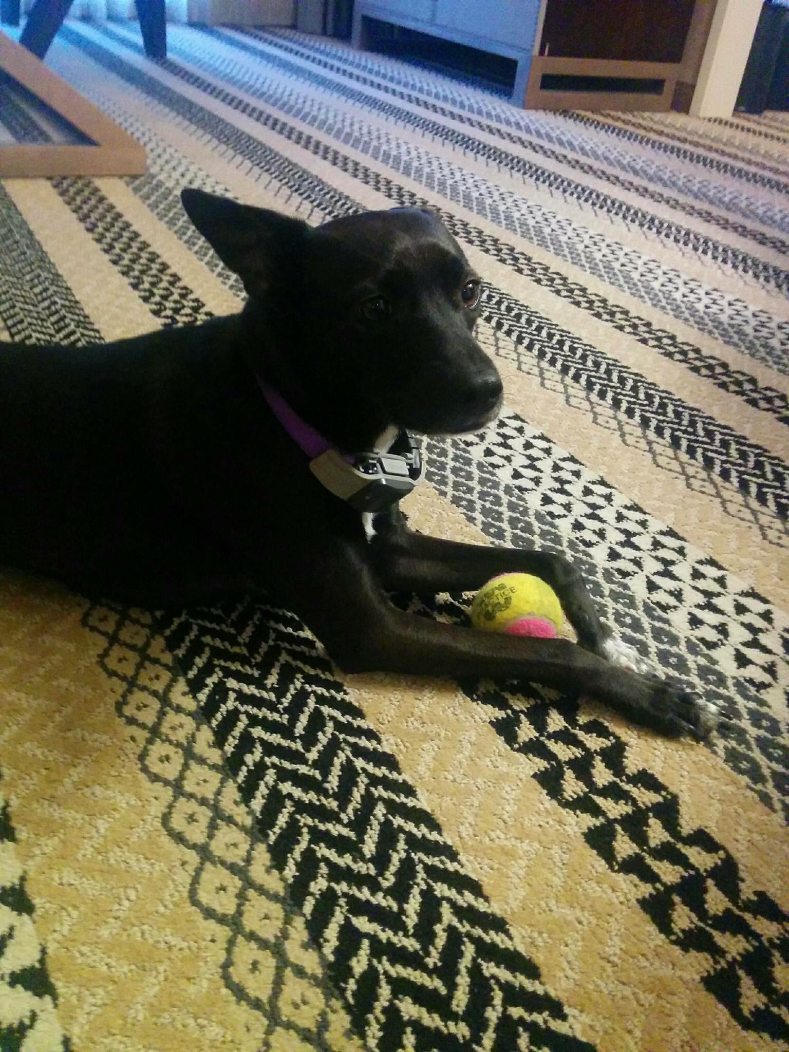 Small black dog with yellow and pink tennis ball laying on patterned rug.