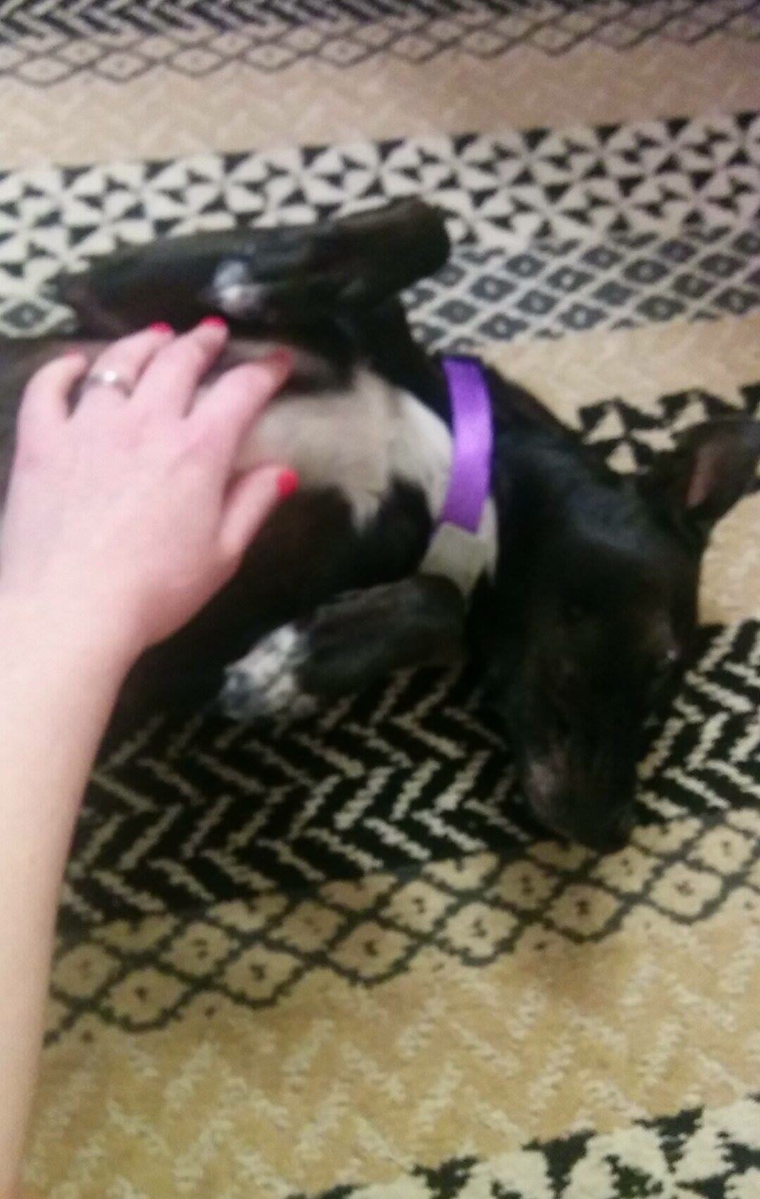 Small black dog laying on her back being petted on the chest by photographer's hand.