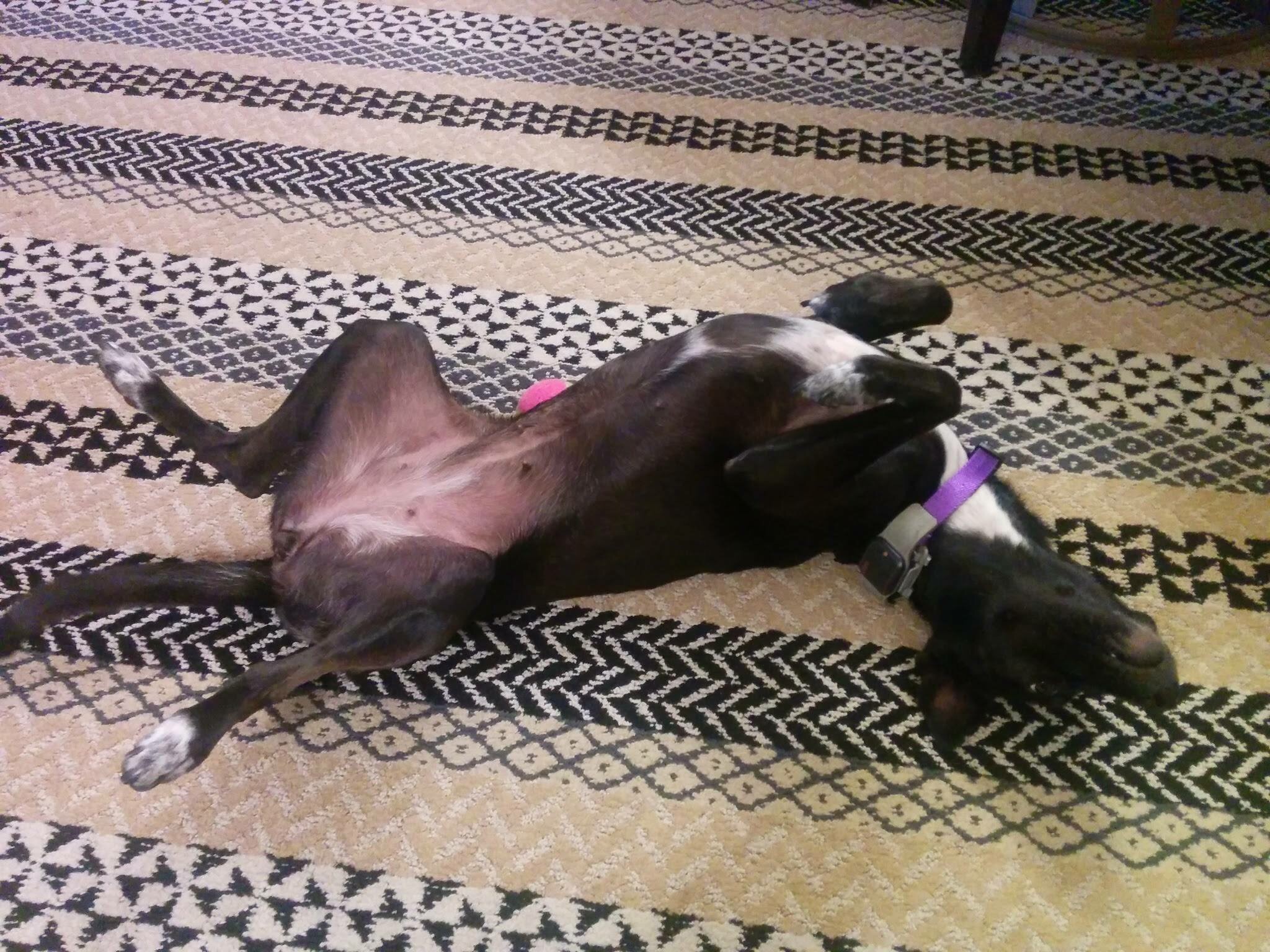Small black dog with white chest, throat and toes and a pink belly relaxing on her back on a patterned carpet.