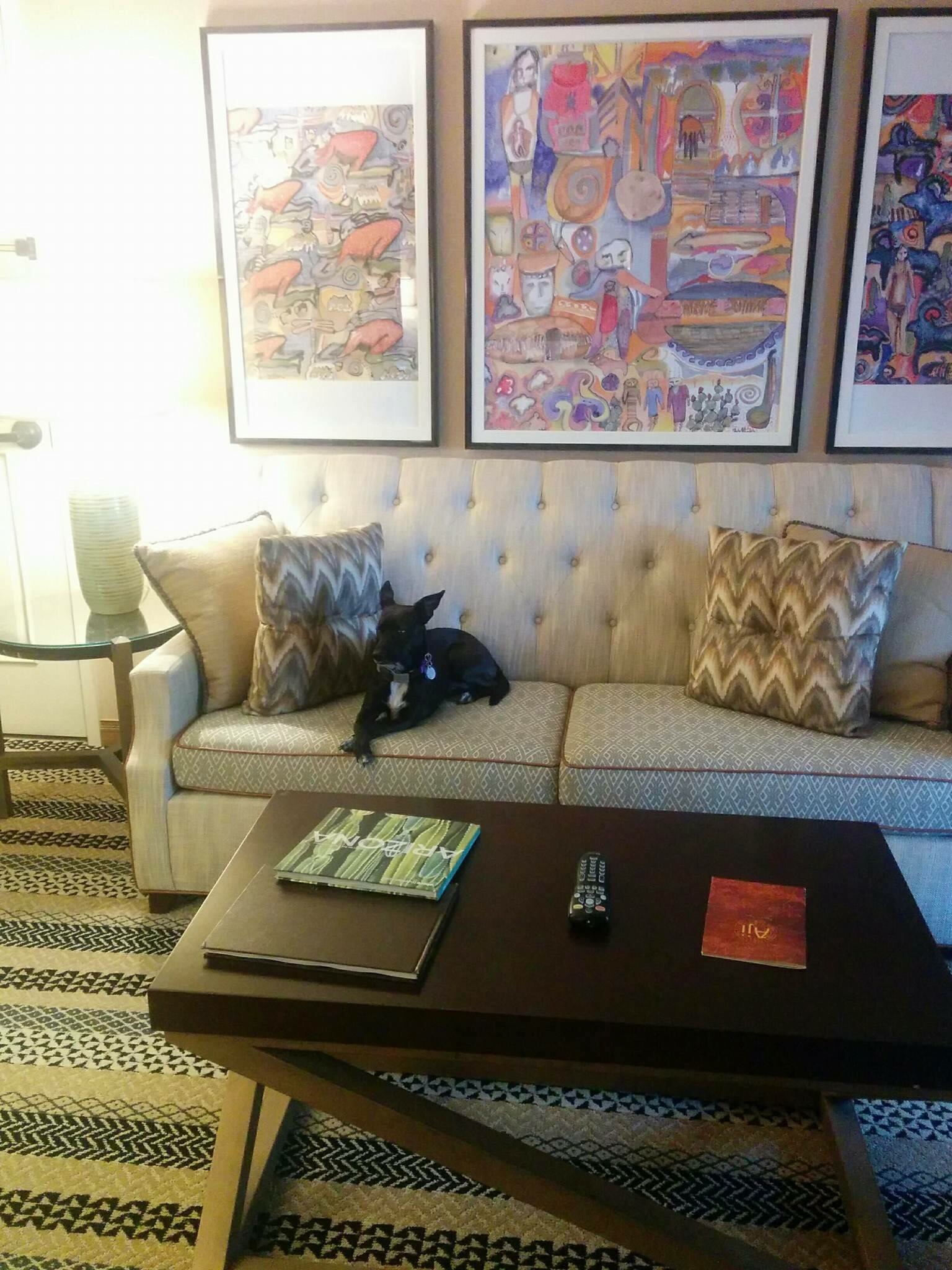 Small black dog with white chest and pointed ears sitting with crossed front paws on a nice hotel room sofa.