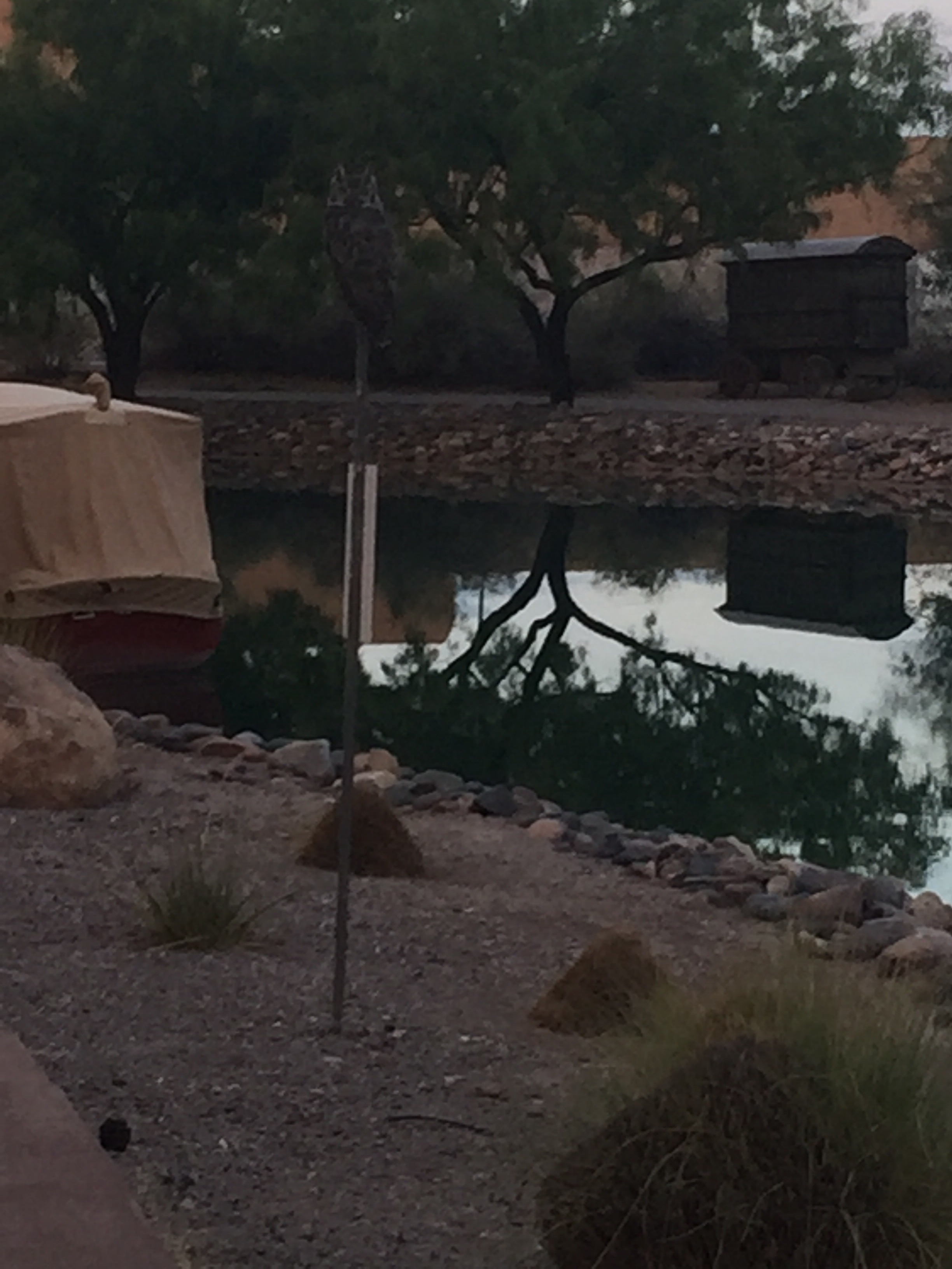 Great horned owl sitting on sign in front of water feature with desert landscaping.