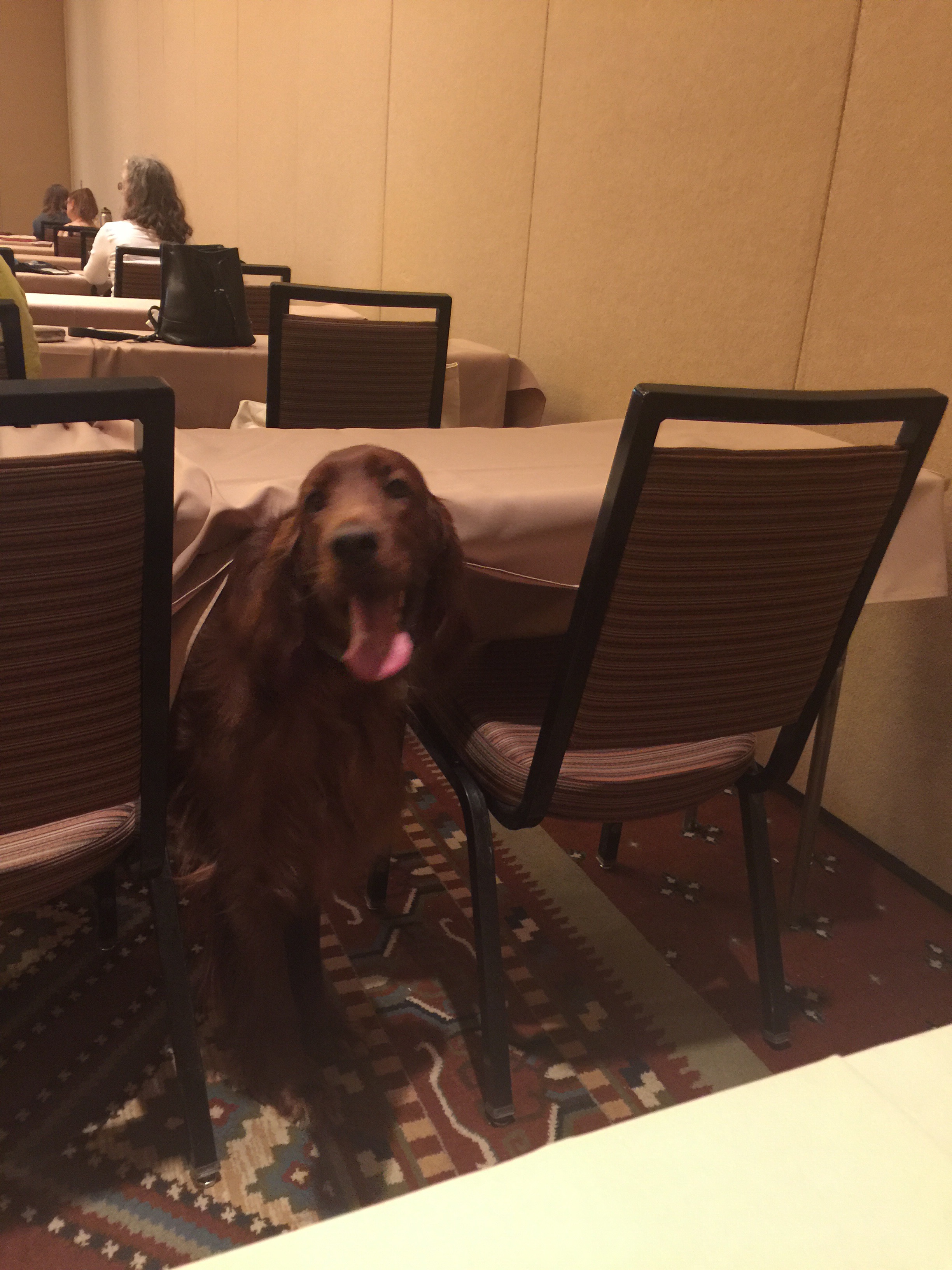 Irish setter coming out from under a table during a seminar.