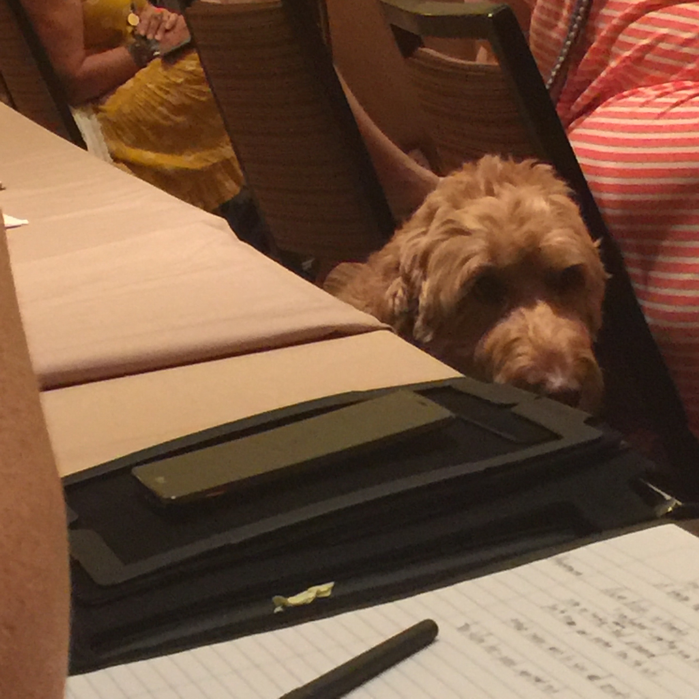 A goldendoodle peers over a table during a seminar.