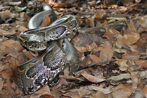 10 Facts About The African Rock Python Snake Radar - Download High Quality Ocean Background | Ultra HD