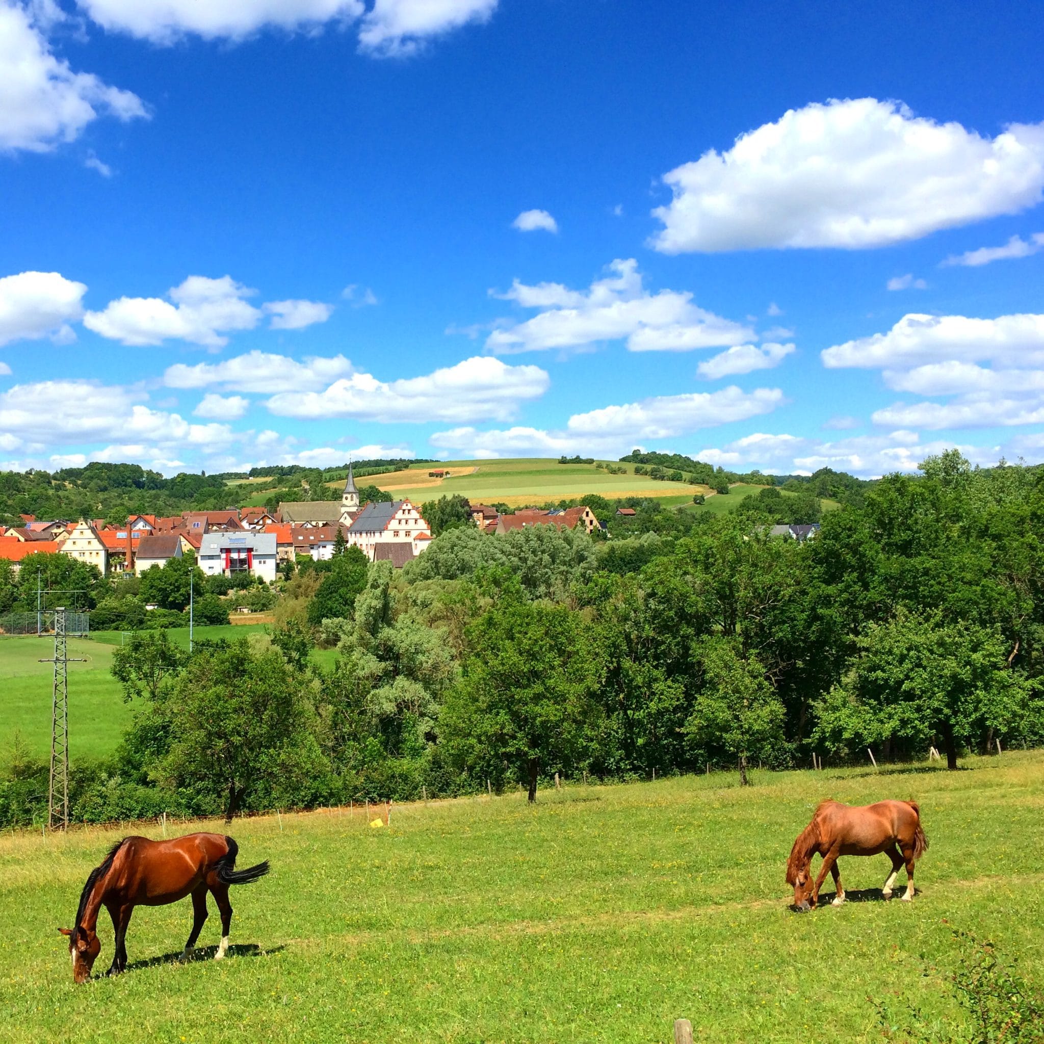 Pferdeidylle in Hohenlohe
