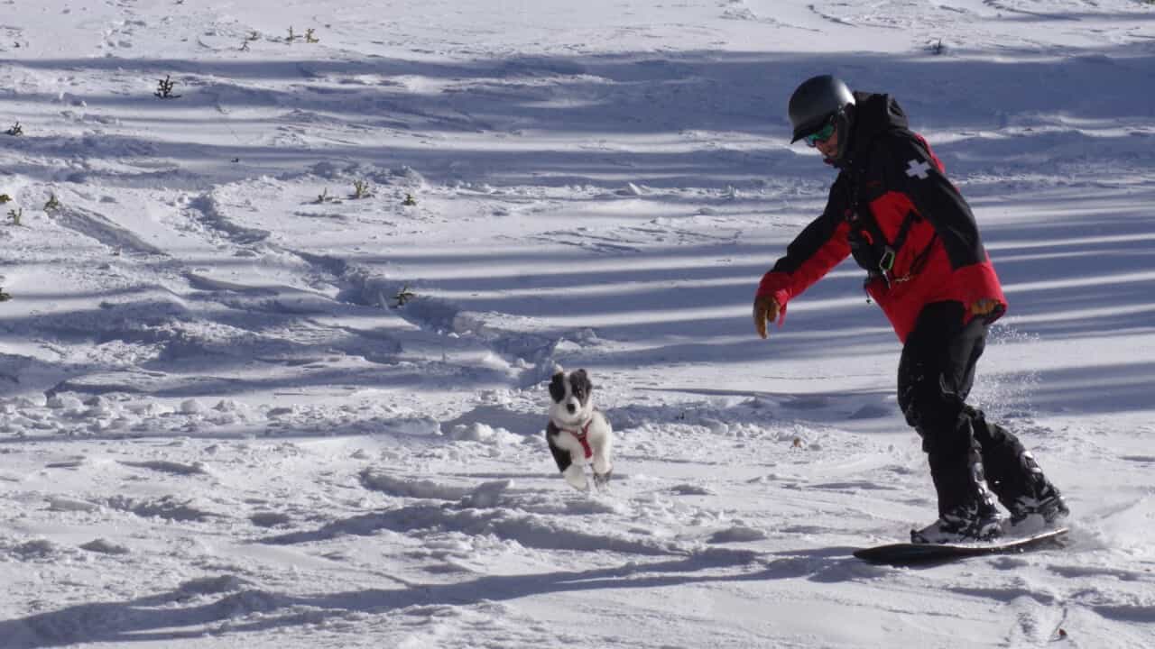 loveland colorado ski patrol and avalanche puppy dog