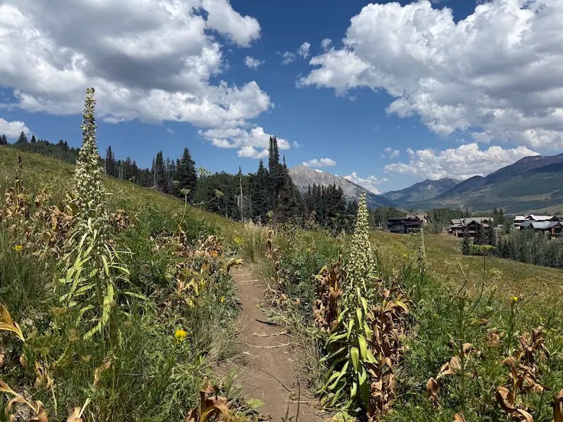 Crested Butte Monument Flower