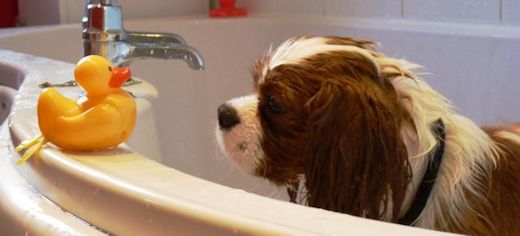 Spaniel and the Rubber Duckie