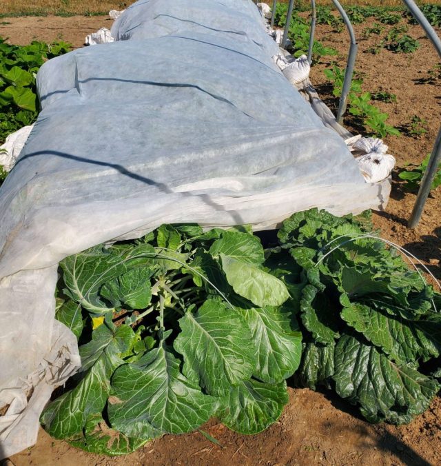 This image has an empty alt attribute; its file name is brassicas-under-agribon-969x1024.jpg