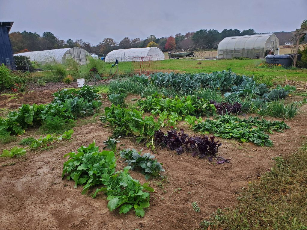 Well established winter garden full of cold crops such as brassicas, leeks, beets, carrots, and more.