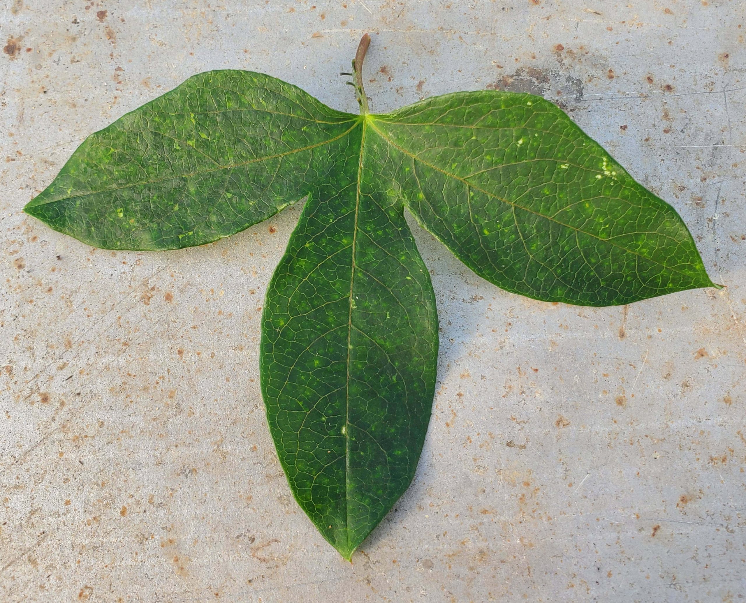 Passiflora 'Panda' | Snowdrop Farm