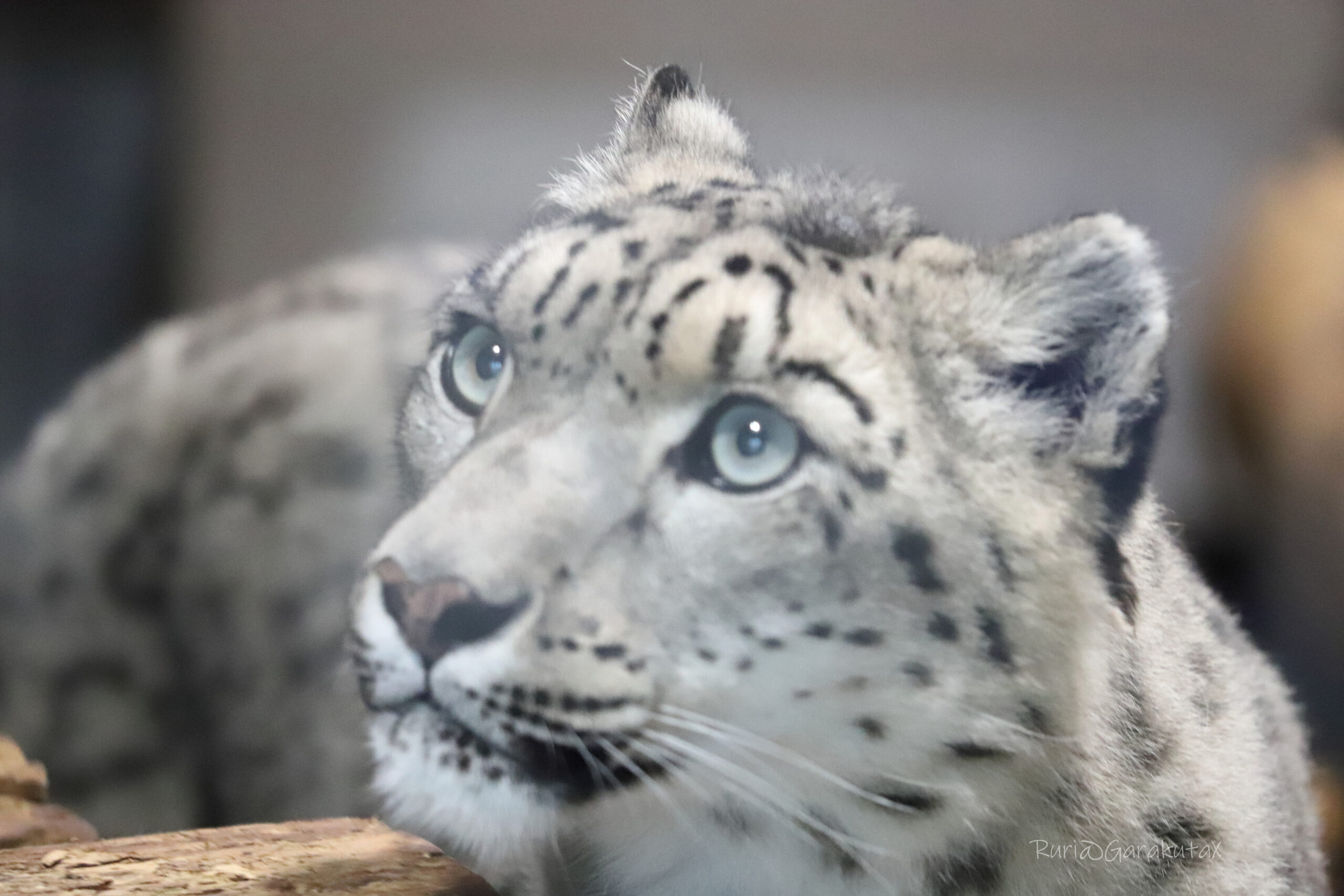 2021.10.23 世界ユキヒョウの日 – Snow leopard Fun