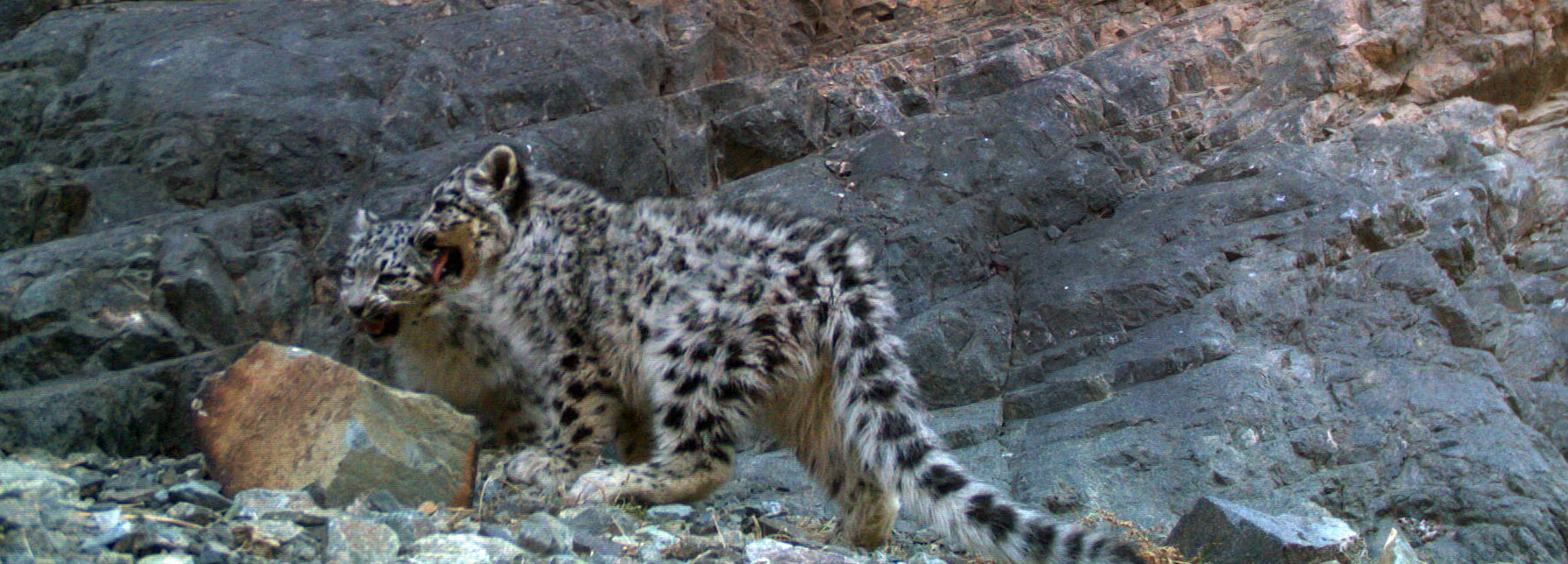 New Protected Area for Snow Leopards - Snow Leopard Trust