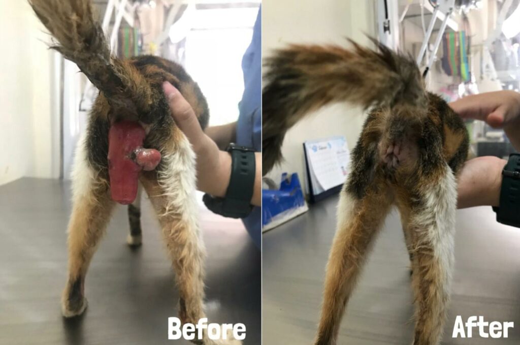 Penanganan Anus Kucing yang Keluar – Sobat Satwa