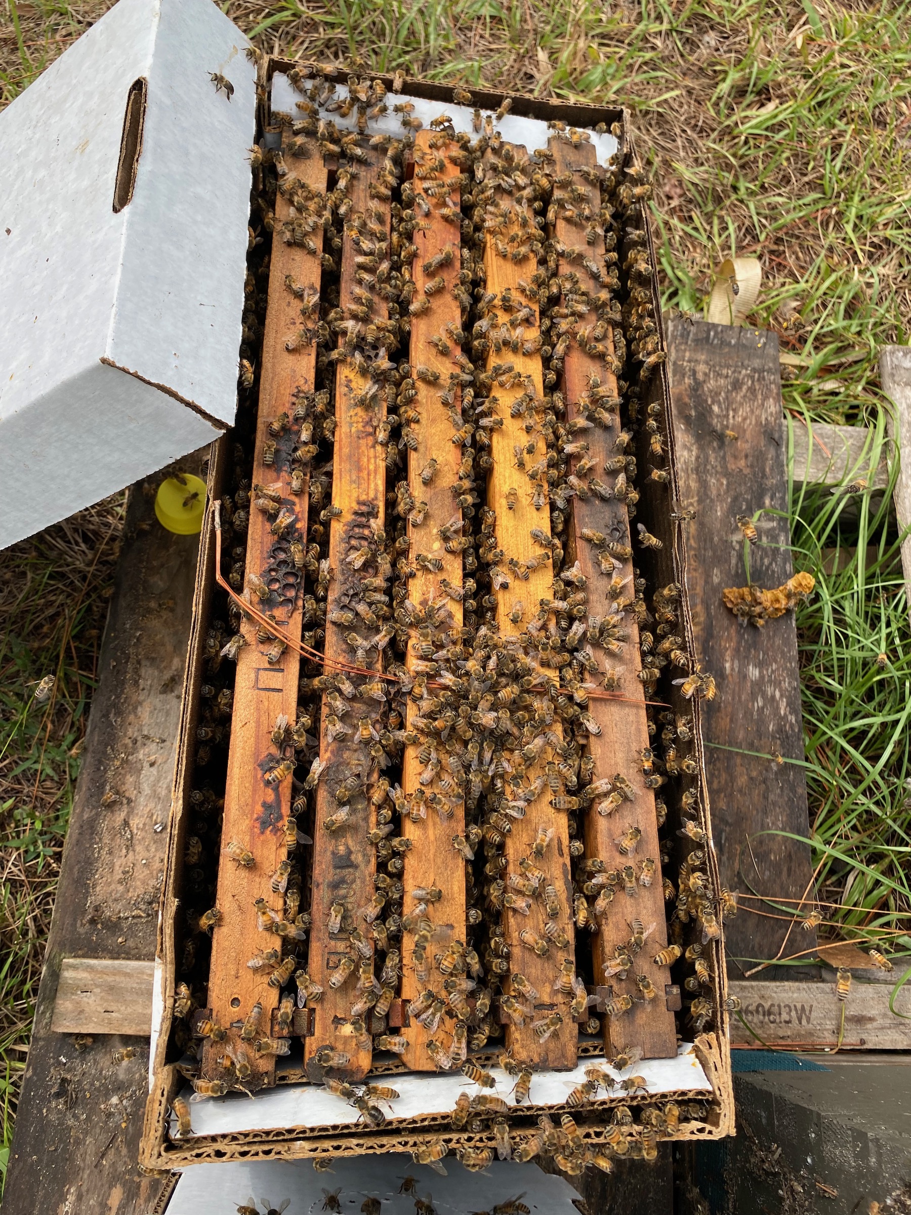 5-frame Nuc