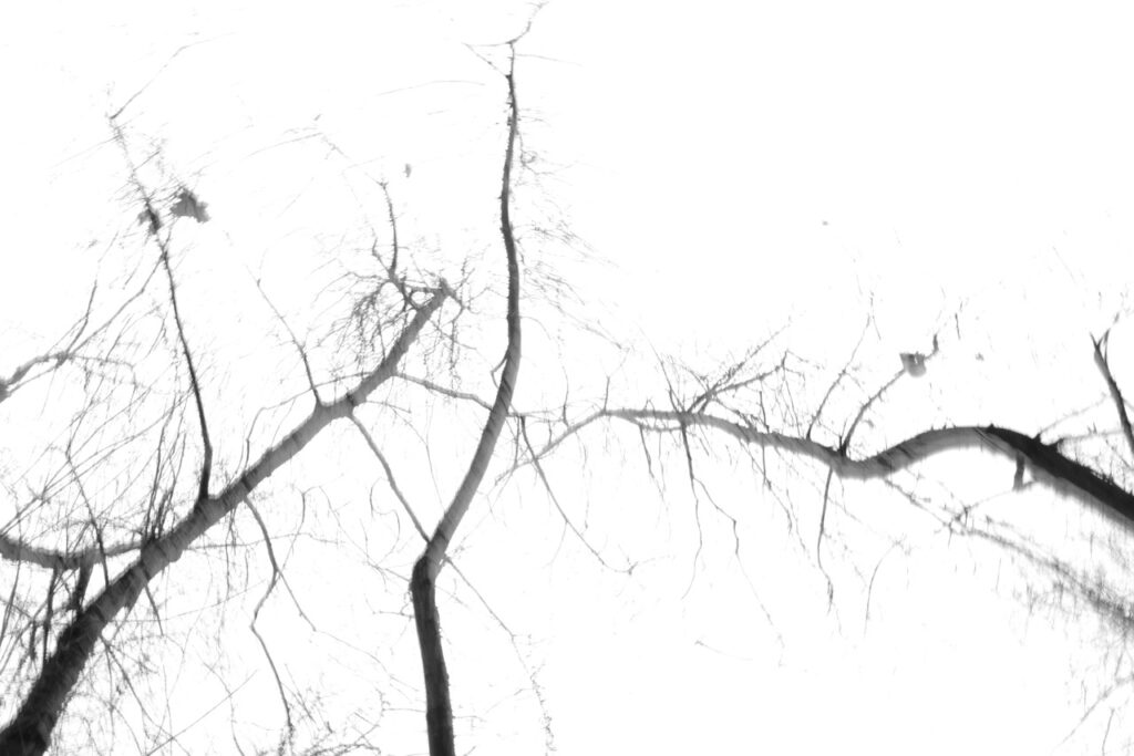 An overexposed image upwards of trees in motion.