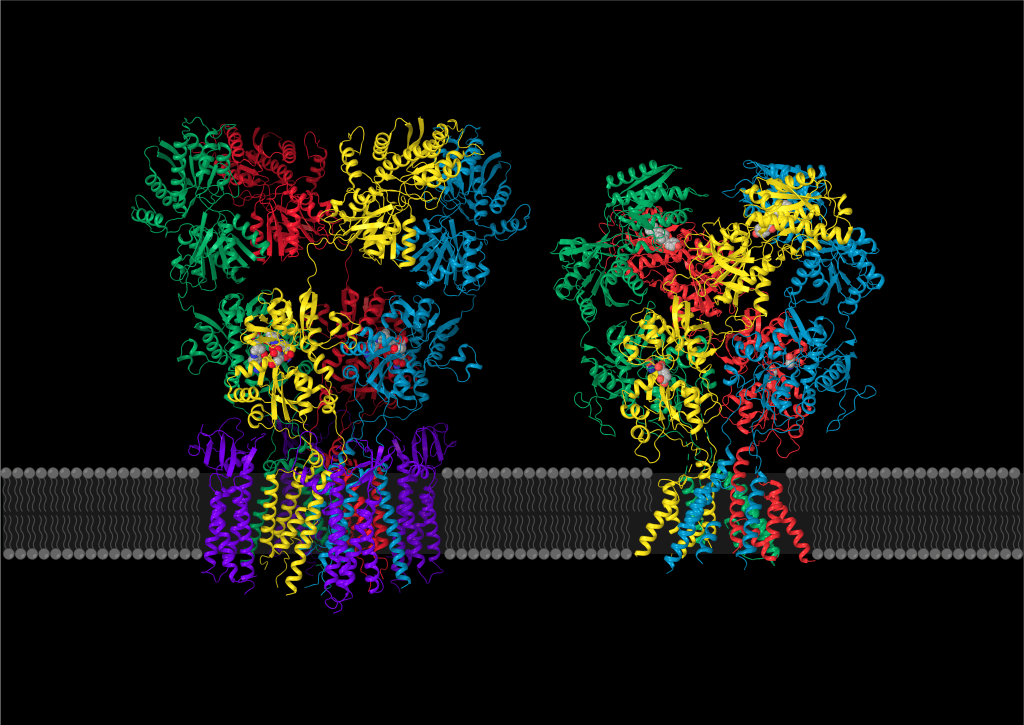 Sobolevsky Lab » Structure, Function, and Pharmacology of Glutamate ...