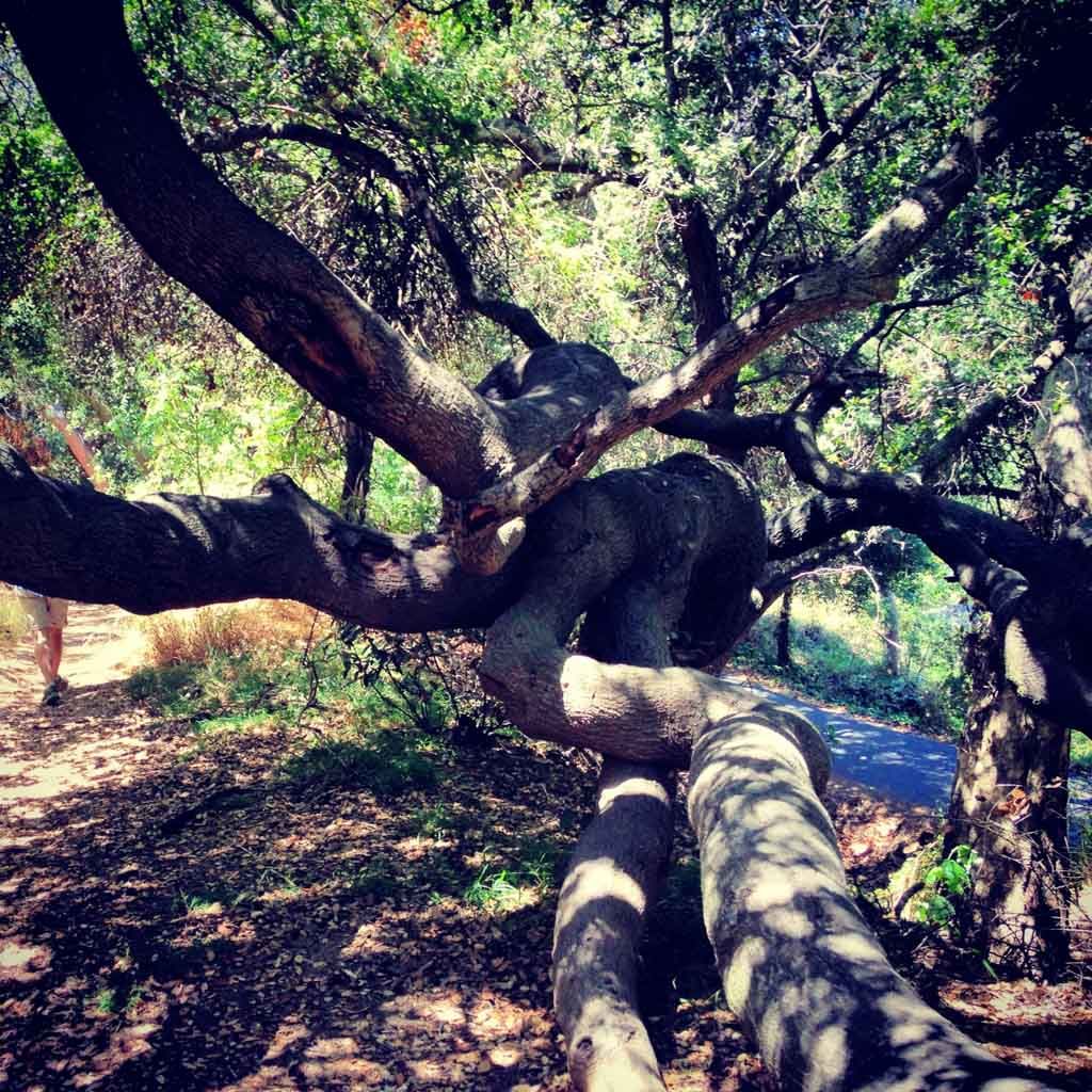 Franklin Canyon Reservoir Loop 
