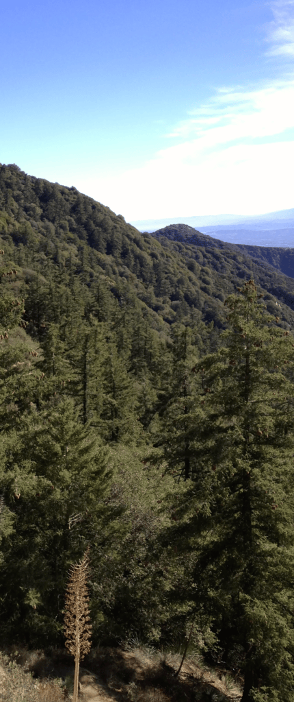 In the Trees