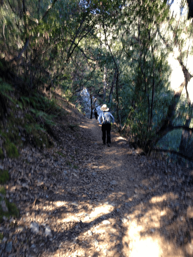 Shady Trail