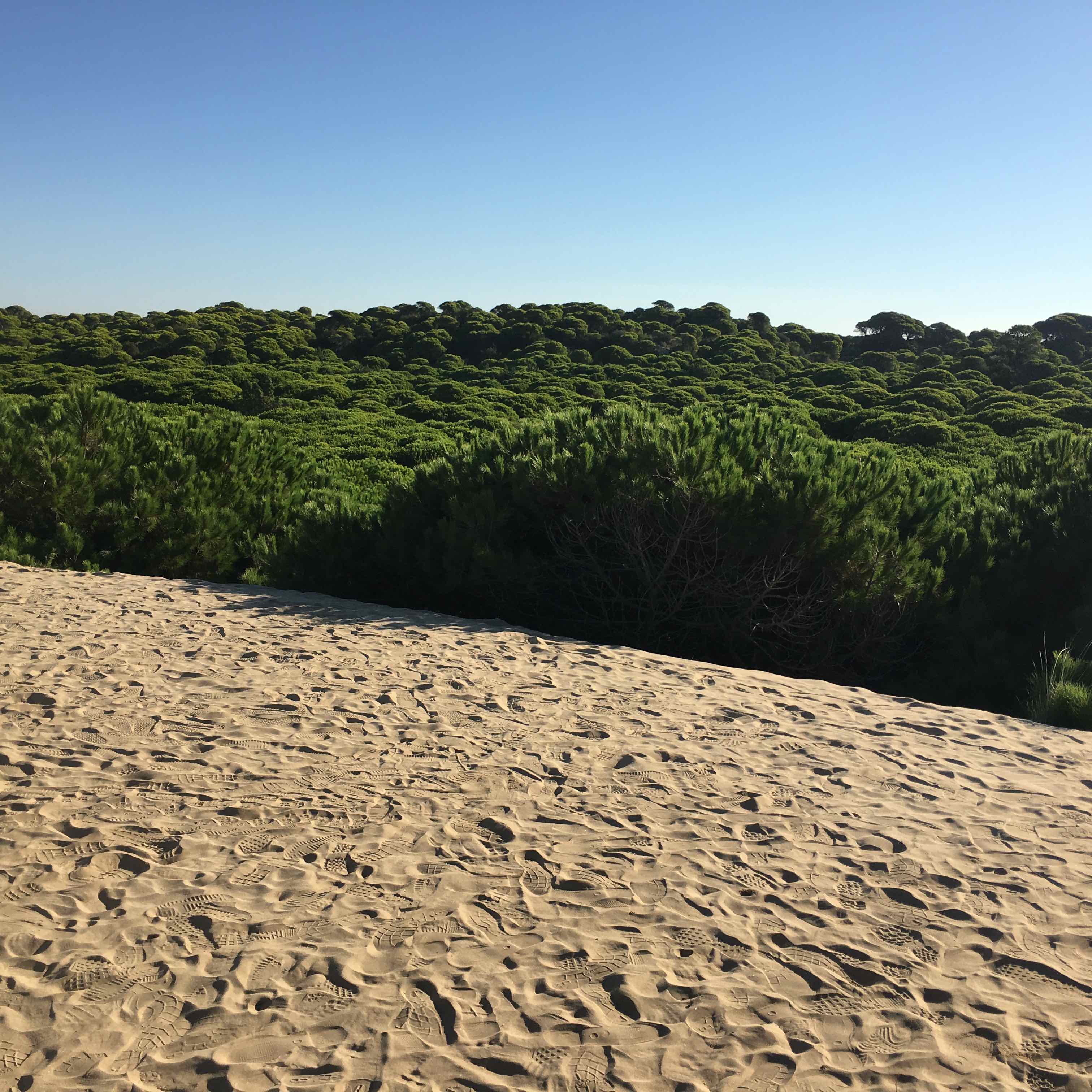 Dune envahissant la forêt de pins dans le Parc national de la Donana (Espagne) ©Antoine Bernier - Septembre 2018