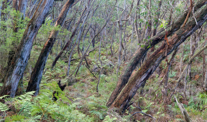 Eucalyptus forest Victoria. The trees bend to the right, surrounded by ferns and tall grass