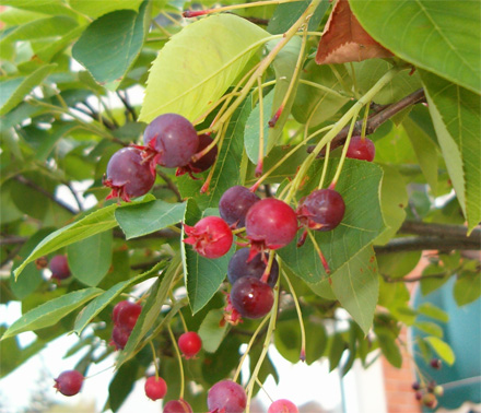http://socialtech.ca/ade/misc/serviceberry.jpg