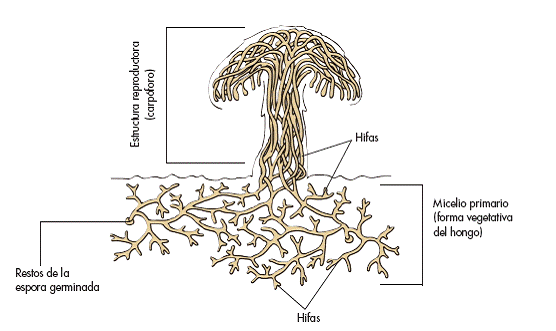 REINO FUNGI – BIOLOGÍA y GEOLOGÍA