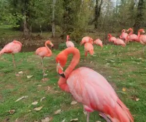 Greater Vancouver Zoo canada