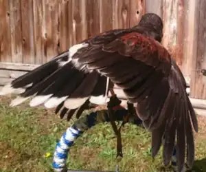 Raptors Ridge Birds of Prey