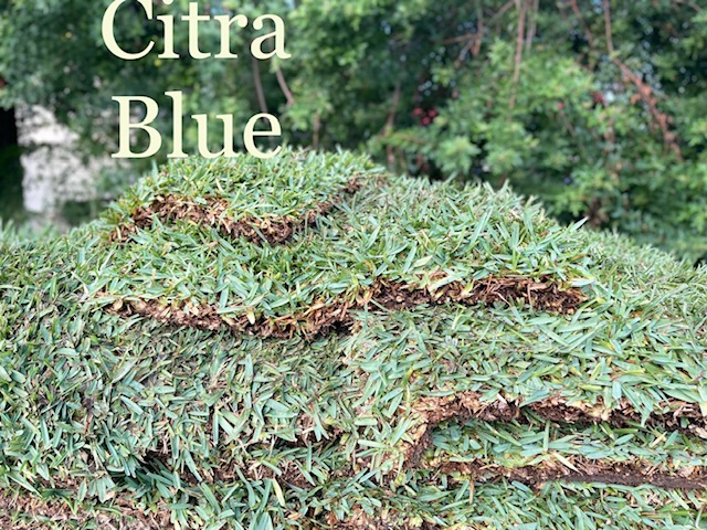 St. Augustine Citra Blue 400 Sq Ft Pick up – Sod Depot