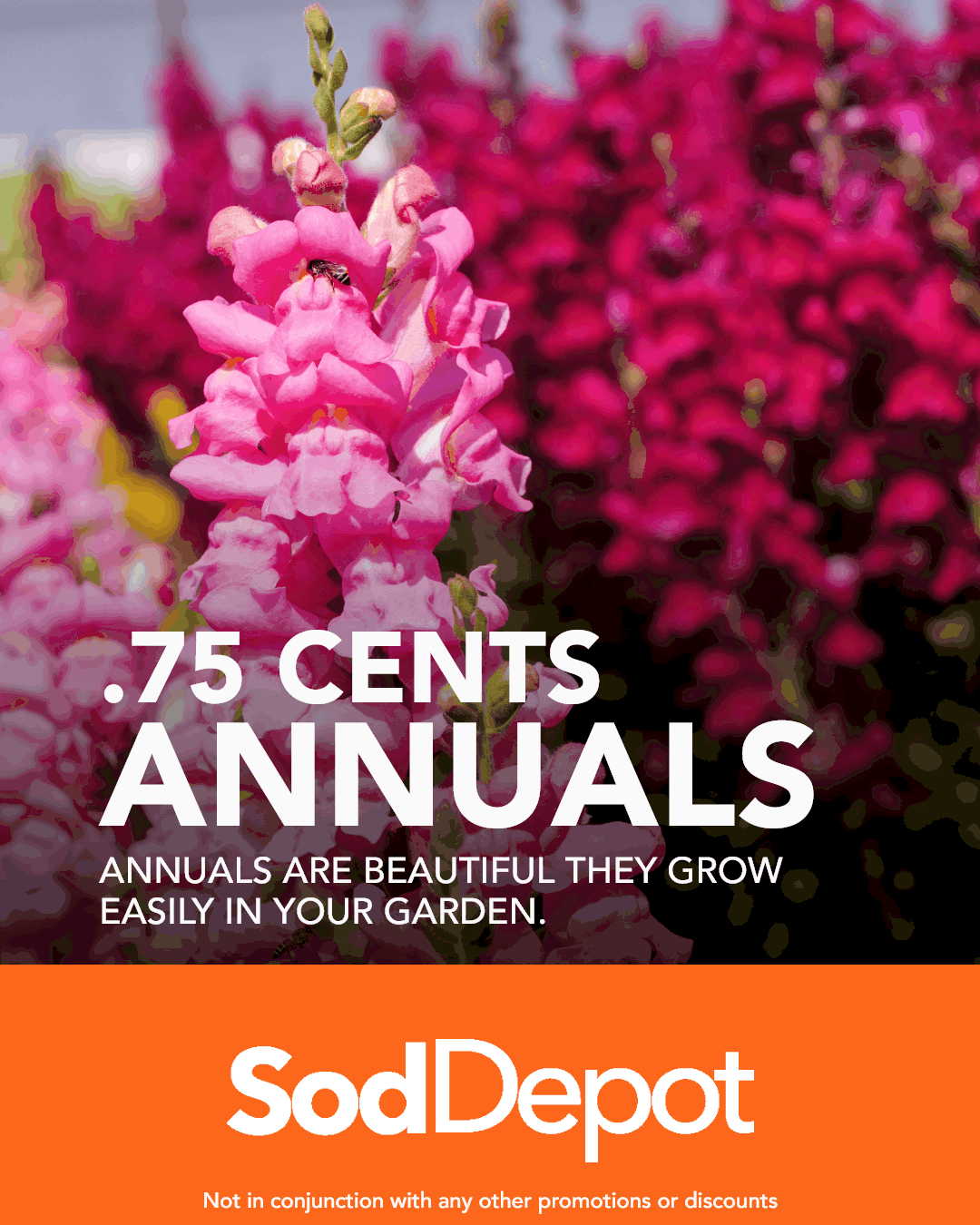 A pink flower with the words " soddenot ". 7 5 cents annuals."