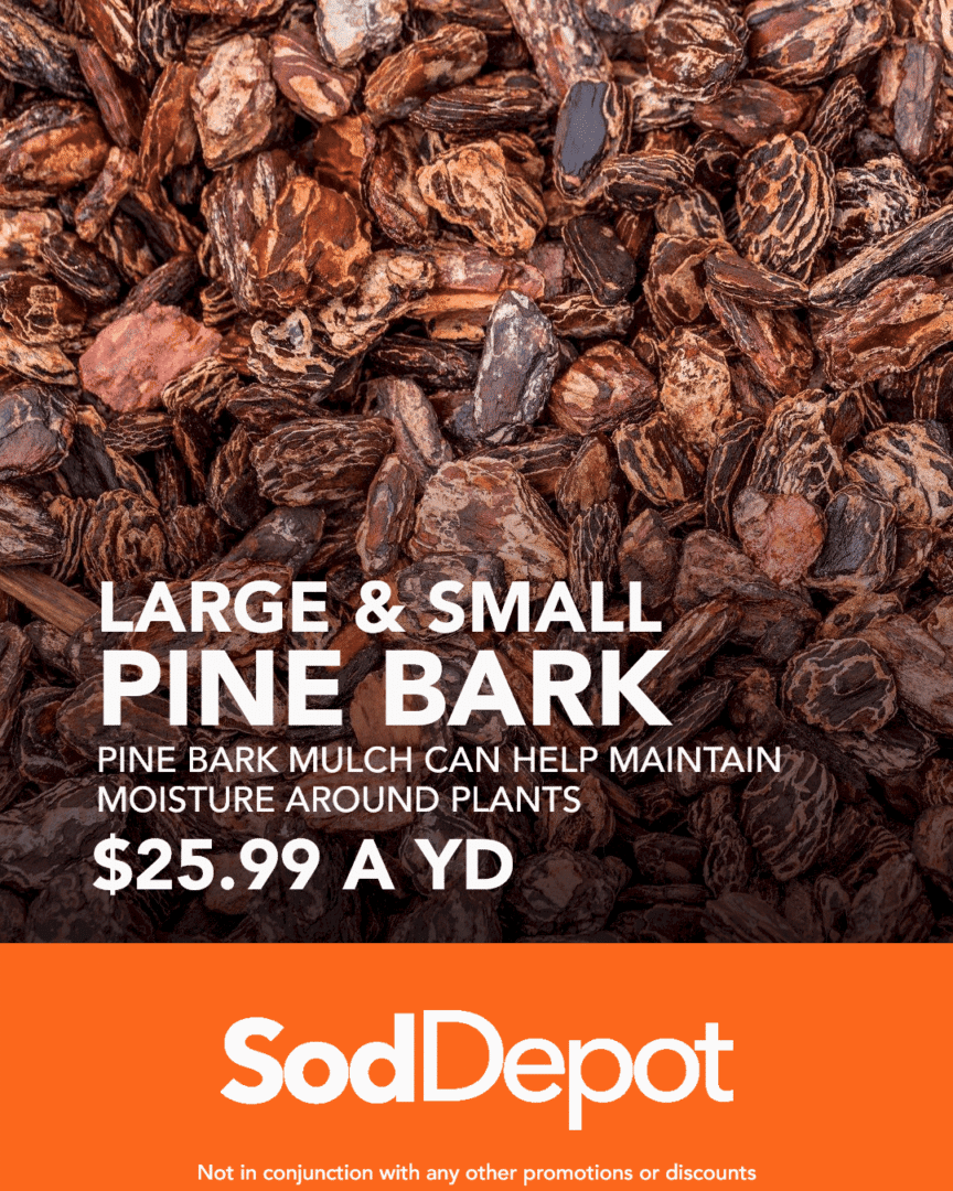 A pile of large and small pine bark.