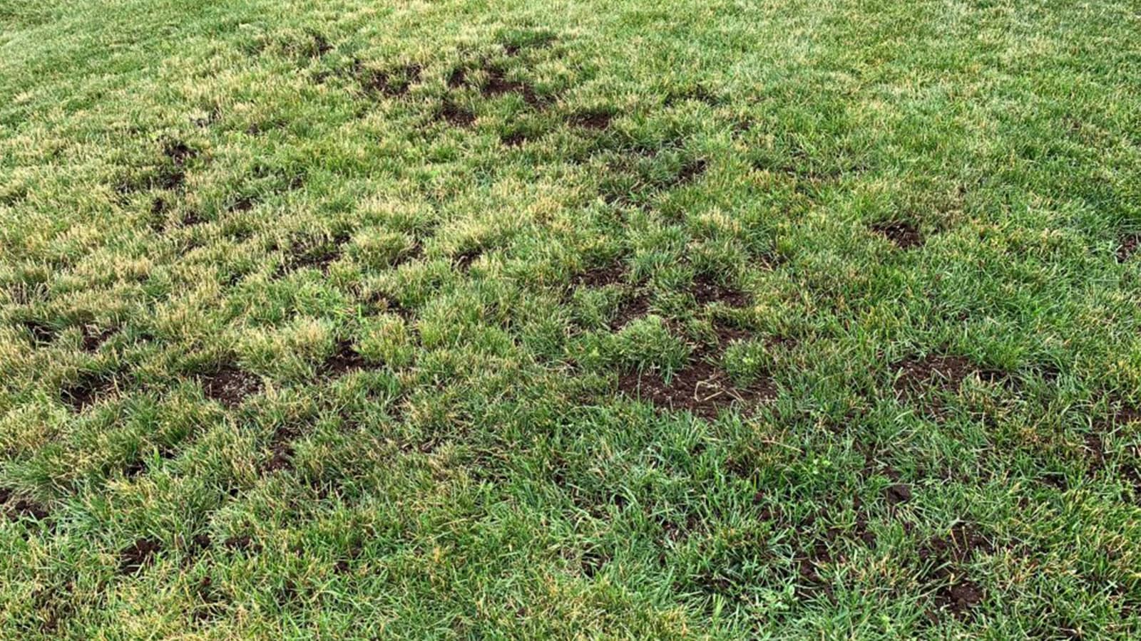 How to level your lawn without ripping it up