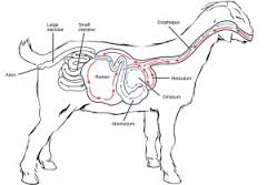 Pencernaan pada Ruminansia | Pakan - Ternak Ruminansia & Unggas