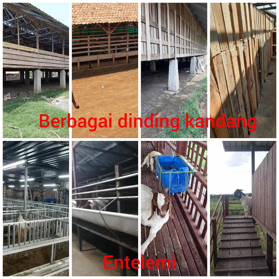 Di pasaran harga kanopi baja ringan ini . Kandang Pakan Ternak Ruminansia Unggas Laman 2