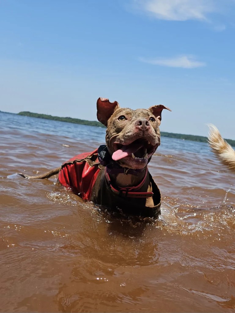 Dog swimming in lake in Raleigh